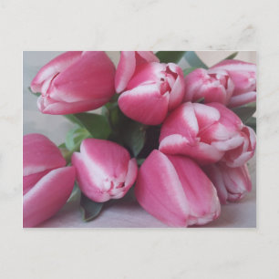 Cartão Postal Tulipas Rosa
