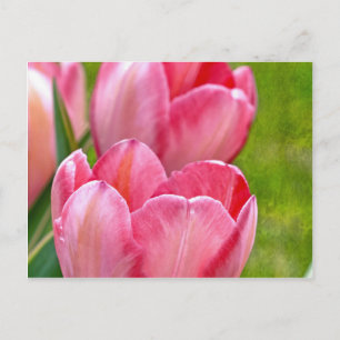 Cartão Postal Tulipas Rosa
