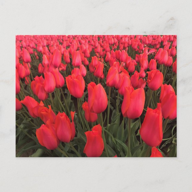 Cartão Postal Tulipas Rosa Corais (Frente)