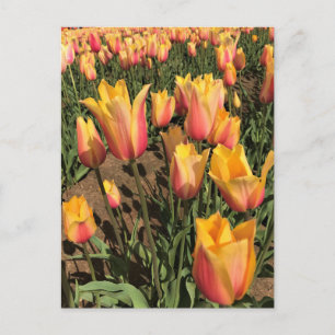 Cartão Postal Tulipas Rosa e Amarelo
