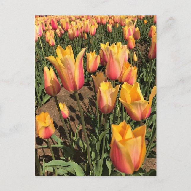Cartão Postal Tulipas Rosa e Amarelo (Frente)