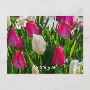 Cartão Postal Tulipas Rosa e Branca Pintura Agradecimento