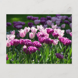 Cartão Postal Tulipas rosa e lilás brilhantes em um dia ensolara