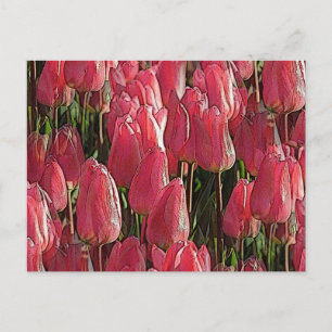 Cartão Postal Tulipas Rosa Floral