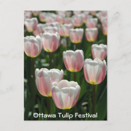 Cartão Postal Tulipas rosa prata