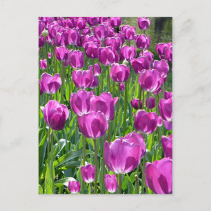 Cartão Postal Tulipas Roxas