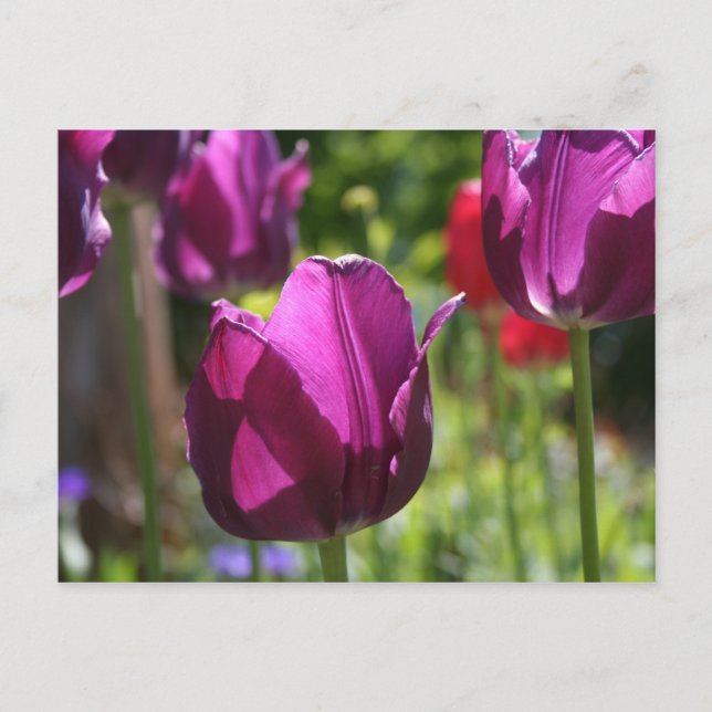 Cartão Postal Tulipas roxas 2007 (Frente)