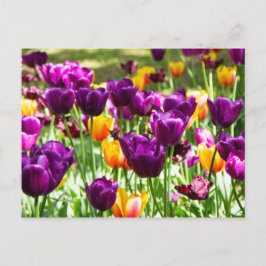 Cartão Postal Tulipas roxas e amarelas fofas 