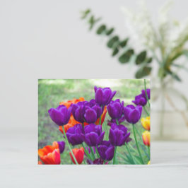 Cartão Postal Tulipas roxas escuras