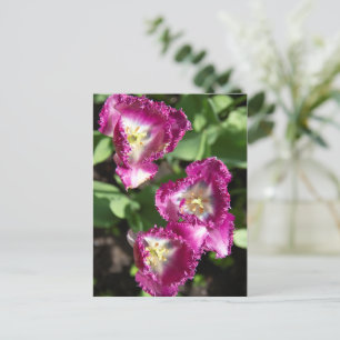 Cartão Postal Tulipas roxas fofas no jardim