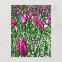 Cartão Postal Tulipas Roxas Regais