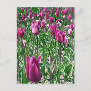 Cartão Postal Tulipas Roxas Regais