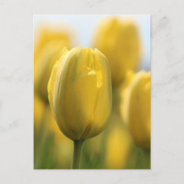 Cartão Postal Tulipas solares