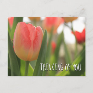 Cartão Postal Tulipas Variegadas Rosa e Vermelha no Verde