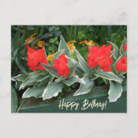 Tulipas vermelhas brilhantes coloridas florais de 