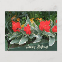 Tulipas vermelhas brilhantes coloridas florais de 