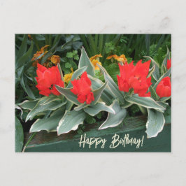 Cartão Postal Tulipas vermelhas brilhantes coloridas florais de 