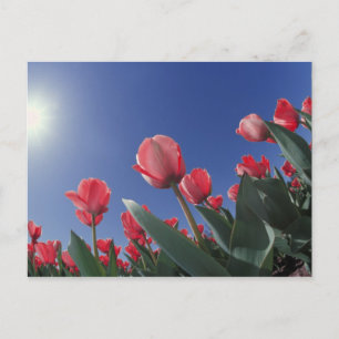 Cartão Postal Tulipas vermelhas de ângulo muito baixo, Cincinnat