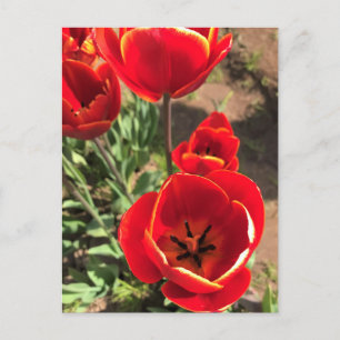 Cartão Postal Tulipas Vermelhas dentro