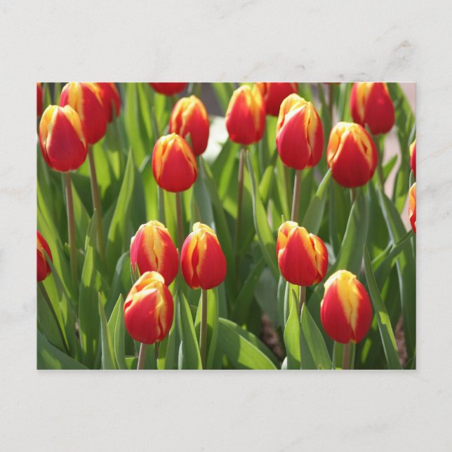 Cartão Postal tulipas vermelhas e amarelas (Frente)