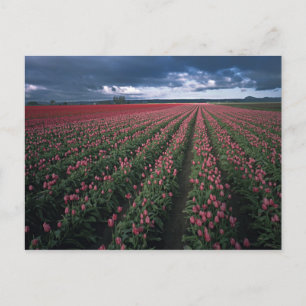 Cartão Postal Tulipas vermelhas e cor-de-rosa claro brilham sob