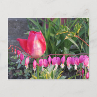 Cartão Postal Tulipas Vermelhas E Flores Cardíacas Sangrantes Ro