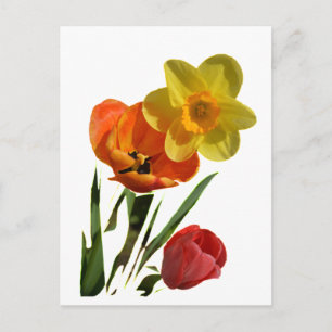 Cartão Postal Tulipas vermelhas e flores daffodil amarelas