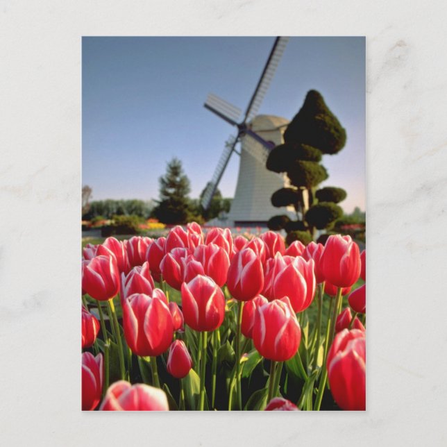 Cartão Postal Tulipas vermelhas e flores para moinhos (Frente)