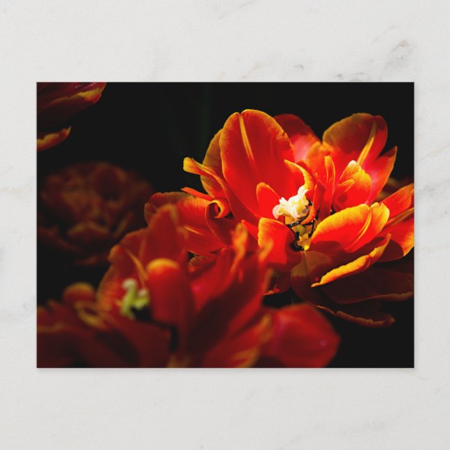 Cartão Postal Tulipas vermelhas fundo escuro (Frente)