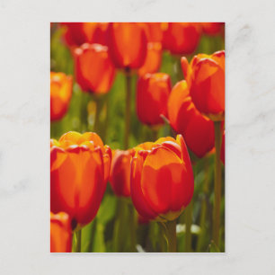 Cartão Postal Tulipas vermelhas impressão fotográfica.