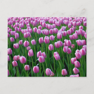 Cartão Postal Tulips 14 Cartão-postal