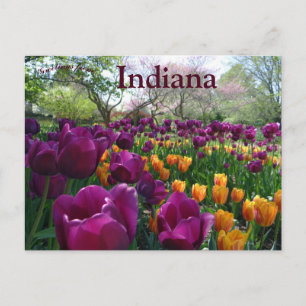 Cartão Postal Tulips Blooming em Forest Park Indiana