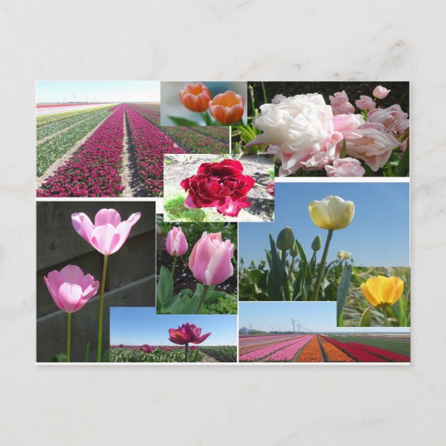 Cartão postal Tulips Collage DIY (Frente)