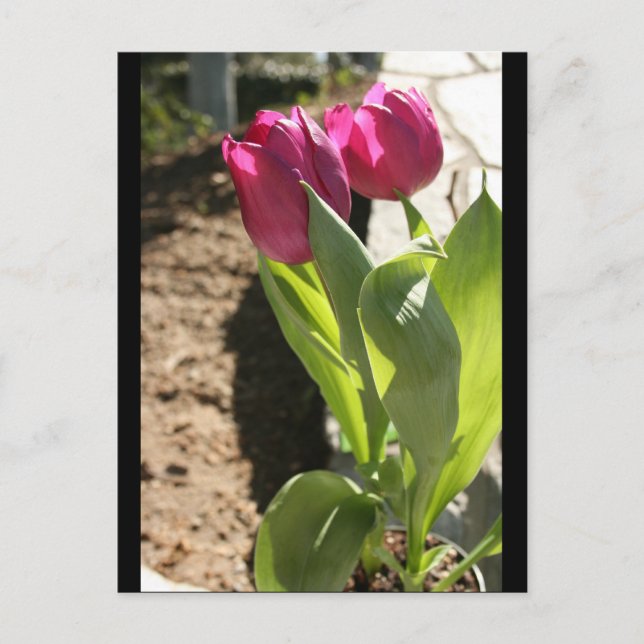 Cartão Postal Tulips da Mãe (Frente)