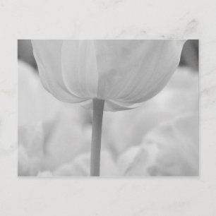 Cartão Postal Tulips em Keukenhof Gardens, Holanda.