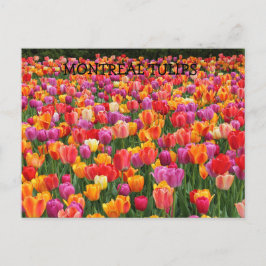 CARTÃO POSTAL TULIPS MONTREI