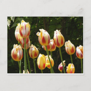 CARTÃO POSTAL TULIPS MULTICOLORIDOS