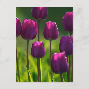 CARTÃO POSTAL TULIPS VIBRANT PURPLE