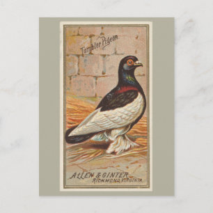 Cartão Postal Tumbler Pigeon
