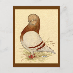 Cartão Postal Tumbler Pigeon: LFCL Mealy