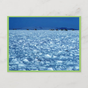 Cartão Postal Tundra de neve das Caraíbas