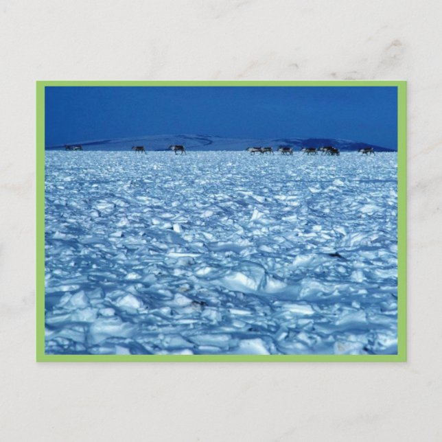 Cartão Postal Tundra de neve das Caraíbas (Frente)