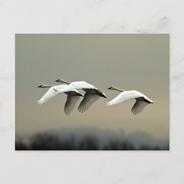 Cartão Postal Tundra Swans (Frente)