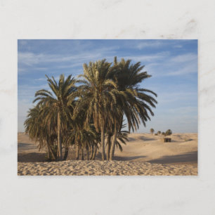 Cartão Postal Tunísia, Deserto do Saara, Douz, Grande Duna, palm