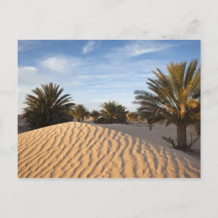 Cartão Postal Tunísia, Deserto do Saara, Douz, Grande Duna, palm