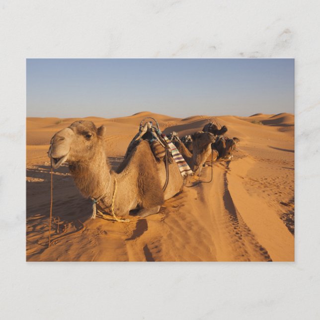 Cartão Postal Tunísia, Zona de Ksour, Ksar Ghilane, Grand Erg 5 (Frente)