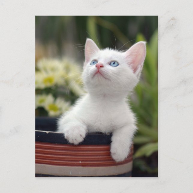 Cartão Postal Turco White Kitten (Frente)