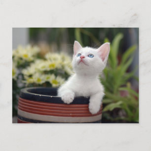 Cartão Postal Turco White Kitten