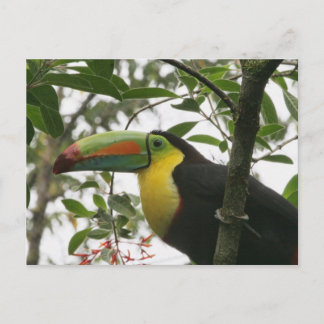 Cartão Postal Turiano na Selva