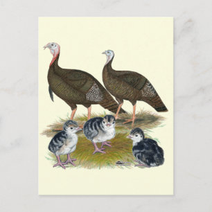 Cartão Postal Turkeys East Wild Family